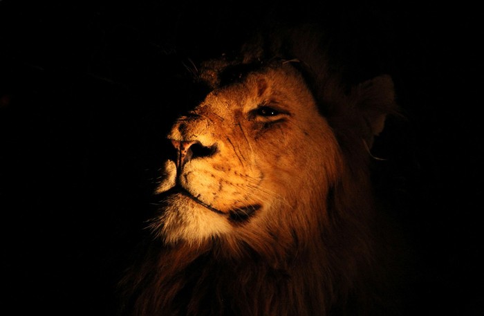 Tên tác phẩm: King (Chúa tể) – Chú sư tử đực ở công viên quốc gia Kruger, Nam Phi. Tác giả: Michaela May.