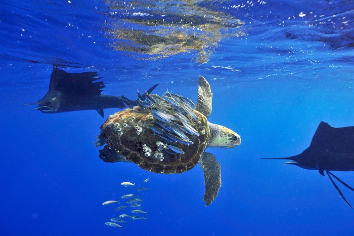 Tên tác phẩm: Baitfish Skillfully Use Sea Turtle as Cover – Tác giả: Scott Belt.