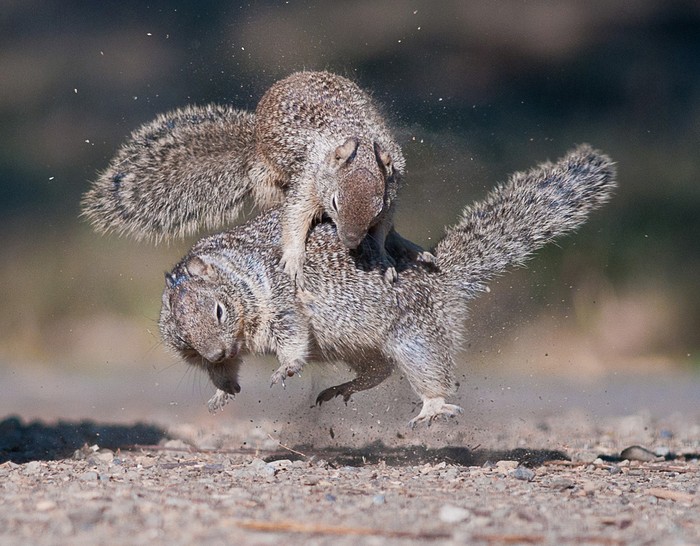 Tên tác phẩm: Jump (Nhảy) – Hai con sóc vui đùa với nhau trong một buổi chiều ấm áp ở Công viên Penitencia Creek County, tại San Jose, California. Tác giả: Chih-Hung Kao.