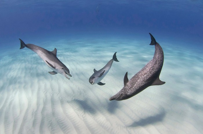 Tên tác phẩm: Atlantic Spotted Dolphins having an underwater chat (Cá heo Đại Tây Dương nói chuyện dưới nước) – Tác giả: John Gaskell.