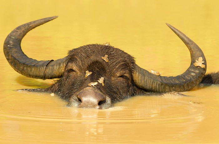 Tên tác phẩm: Relax (Thư giãn) – Một con trâu (với các con nhái ngồi trên đầu) trông rất vui vẻ khi đầm mình dưới dòng nước mát. Ảnh chụp ở Sri Lanka. Tác giả: Ondrej Zaruba.