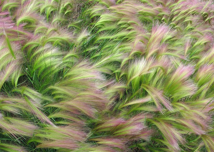 Tên tác phẩm: Wind Swept Foxtail Barley (Cơn gió thổi qua cánh đồng cỏ đuôi cáo) – Tác giả: Jim Cottingham.