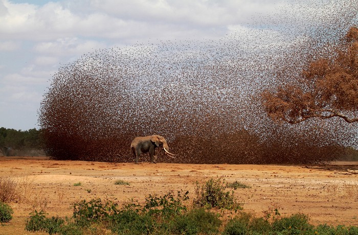Tên tác phẩm: Chaos (Sự hỗn loạn) - Một đàn chim Queleas mỏ đỏ đáp xuống vũng nước uống cùng lúc với chú voi châu Phi tại Công viên quốc gia Tsavo, Kenya. Tác giả: Antero Topp.