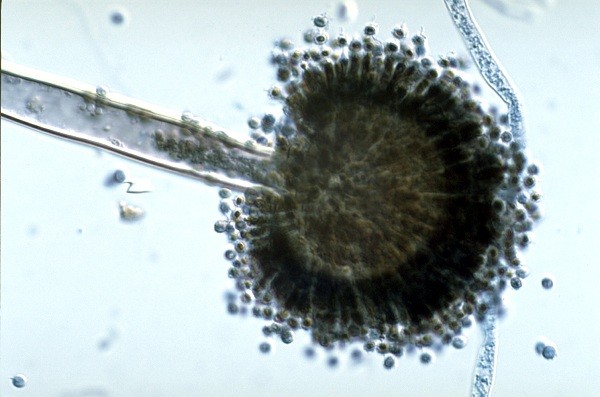 1. Nấm mốc đen: Đây là loại nấm mốc khá phổ biến, có tên khoa học là Aspergillus niger. Nấm mốc đen gây khá nhiều phiến toái như làm hư hỏng thức ăn, nhiễm trùng móng chân, gây ngứa và một số tác hại khác cho trẻ nhỏ.