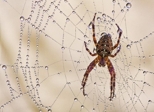 6. Nhện: Khá nhiều người sợ nhện do vẻ ngoài đáng sợ của nó nhưng sự thật là nếu không có nhện, có lẽ loài người không thể tồn tại. Bởi nhện ăn những loài côn trùng có khả năng tàn phá cây lương thực và cây công nghiệp - nguồn cung cấp thực phẩm cho con người. Theo một số tính toán, trên vương quốc Anh có khoảng 2,2 tỉ cá thể nhện, ăn ít nhất 100 loài côn trùng mỗi năm với số lượng ước tính khoảng 220 tỉ.