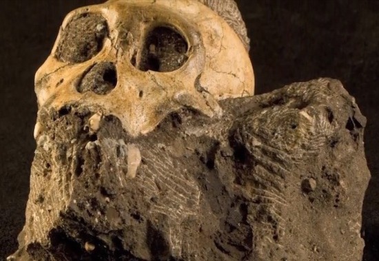 Thủy tổ mới của loài người: Giáo sư Lee Berger của trường Đại học Witswatersrand (Nam Phi) sử dụng Google để tìm kiếm những hang động cổ. Ông đã phát hiện trên 600 hang động chưa được khám phá cùng rất nhiều hóa thạch tại khu vực được cho là “quê hương đầu tiên” của loài người. Đáng kể nhất là một bộ hài cốt còn khá nguyên vẹn có niên đại tới 2 triệu năm.