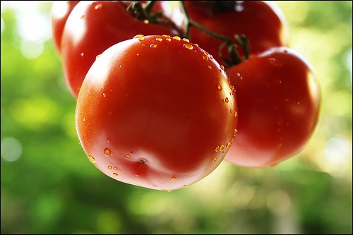 Cà chua: Giá trị dinh dưỡng của cà chua đã trở thành huyền thoại, mùa hè ăn nhiều cà chua có thể phòng ngừa hiệu quả những tác hại của tia cực tím. Cà chua còn chứa nhiều vitamin, lycopene, và các thành phần khác như axit citric, axit malic, pectin đều có tác dụng thúc đẩy dạ dày và ruột.
