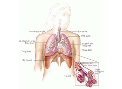 Có 2 loại chính: Ung thư phổi không phải tế bào nhỏ (phổ biến nhất) và ung thư phổi tế bào nhỏ (di căn nhanh hơn). Năm 2010, có hơn 157.000 người tử vong do ung thư phổi và phế quản.