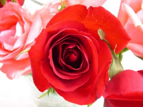 8. Nhai dần dần và nuốt nước liên tục những thứ có mùi thơm như cánh hoa hồng, hoa hồi, vỏ quả canh… Với hoa hồng, vỏ chanh, bạn có thể nhai thường xuyên trong ngày, còn với hoa hồi thì mỗi ngày dùng vài ba cánh. Bạn cũng có thể sử dụng hoa hồng theo cách hãm với nước sôi để ngậm.