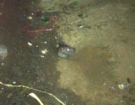 Trên đường Phạm Thế Hiển, quận 8, chuột đào hang tìm thức ăn ở gần cửa nhà dân. Ảnh: Thiên Chương.