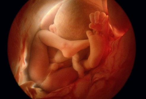 Khi được 36 tuần tuổi: Lúc này em bé có sự phát triển tối đa về khối lượng khi ở trong bụng mẹ, tuy nhiên khối lượng của em bé cũng tùy thuộc và giới tính hoặc số lượng em bé trong bụng (trường hợp sinh 2, sinh 3). Trong thời điểm này, não được phát triển nhanh chóng, phổi gần như đã phát triển đầy đủ …
