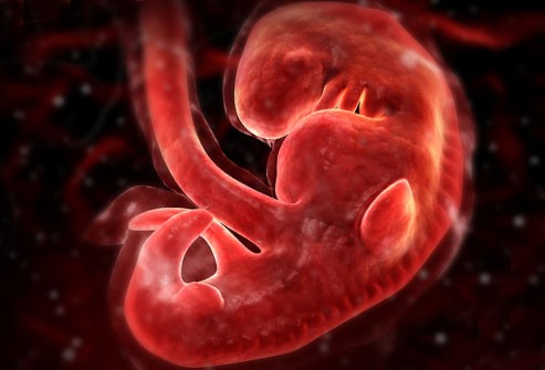 Khi được 4 tuần tuổi: Tại thời điểm này các em bé sẽ phát triển các bộ phận đầu tiên đó là mặt và cổ. Đồng thời tim và các mạch máu sẽ tiếp tục phát triển. Cùng với đó là phổi, dạ dày và gan cũng bắt đầu hình thành và phát triển.