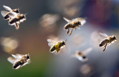 Trẻ nhỏ cần tránh xa những nơi có nhiều hoa vì đây là nơi tập trung rất nhiều loại côn trùng nhất là ong.
