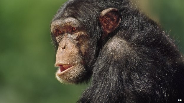 HIV ban đầu đến từ loài vượn hay khỉ, thường là nhiễm khuẩn nhẹ