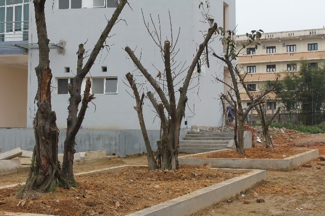 Ông Phạm Văn Nam, một nhân viên trồng cây lâu năm tại trường cho biết: 4 cây xanh của Lãnh đạo Đảng và Nhà nước trồng do di chuyển nhiều lần nên đã có giấu hiệu chết.