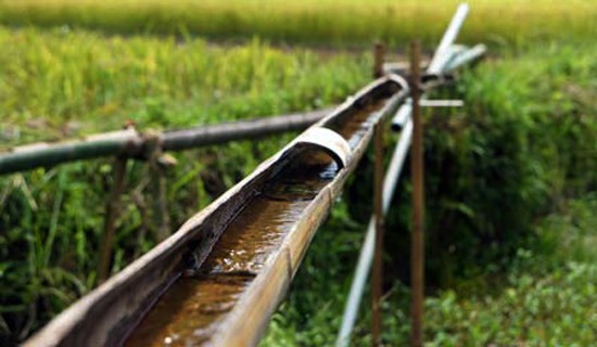 Những thân tre, vầu già được chọn để làm ống dẫn nước đi khắp nơi (Ảnh: Internet).