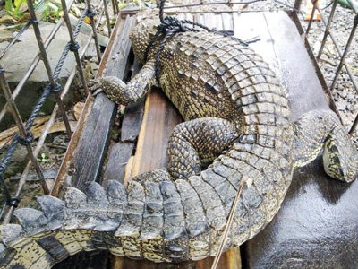 Con cá sấu bị bắt tại thôn Bình Khánh. Ảnh: CTV