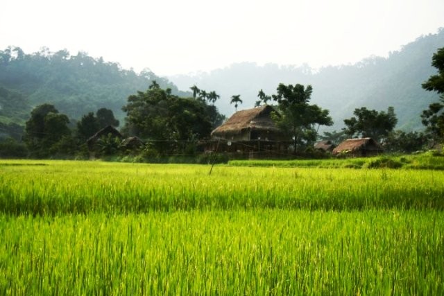Những mái nhà của người dân tộc Thái bản Lác nhấp nhô, bản làng đã dần hiện ra rõ hơn