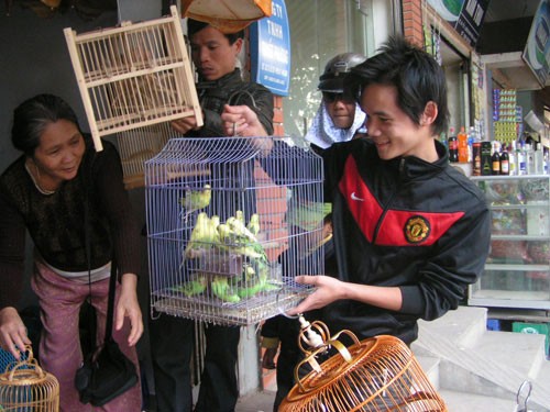 Chim Vẹt được bày bán rất nhiều ở các chợ chim Hà Nội.