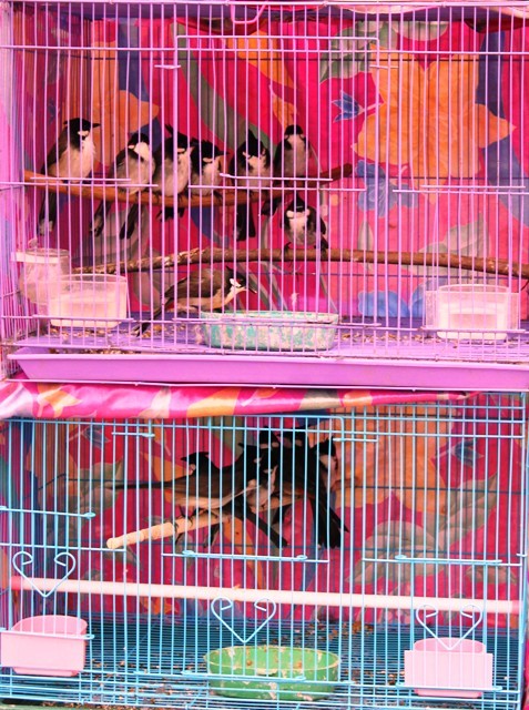 Những chú chim cảnh sau khi được người dân các huyện lân cận bắt được đem đến chợ chim Hà Nội bày bán. Nhưng để nuôi chim, huấn luyện cho chim biết hót, biết chiến đấu lại là một kỹ thuật đòi hỏi sự công phu của người chơi chim