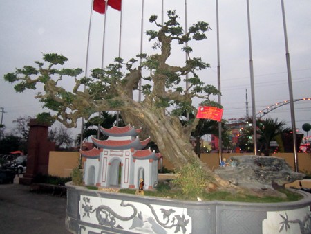 Cây Sanh “Duối cổ thụ”này cũng được dân chơi cây cảnh đánh giá là một trong những hàng độc quý hiếm ở Ninh Bình. (Nguồn yeubonsai.com)