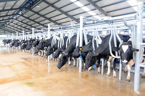 Trang trại bò sữa quy mô của Vinamilk