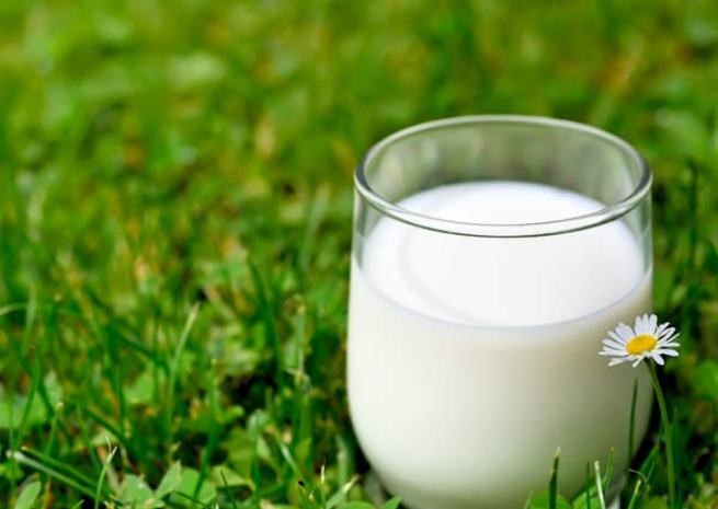 4. Sữa: Giàu tryptophan, các sản phẩm sữa giúp não bộ tổng hợp serotonin tương tự như chuối. Sữa cũng chứa một số lượng lớn của các chất chống oxy hóa, vitamin D và vitamin B12 chống lại stress, ổn định tâm trạng.