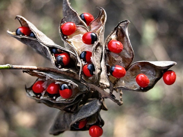 Cam thảo dây (Abrus precatorius) là loài cây thuộc họ đậu, có dây lá như lá me, quả giống quả đậu nhưng bên trong mang những hạt có màu đỏ - đen rất đẹp, dễ thu hút trẻ con.