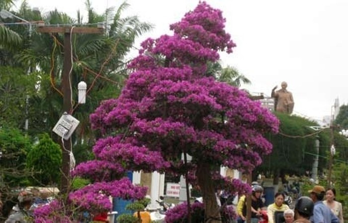 Cây hoa giấy hình ‘thác đổ’ bày bán gần công viên Ninh Kiều