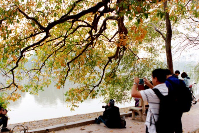 Loài cây này còn là điểm thu hút đối với nhưng người đam mê nhiếp ảnh hoặc du khách đi qua bờ hồ.