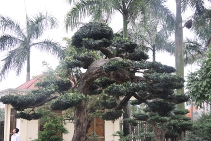 Ngắm cây tùng cổ ở Phú Thọ lọt top 100 cây cảnh đẹp nhất thế giới ...