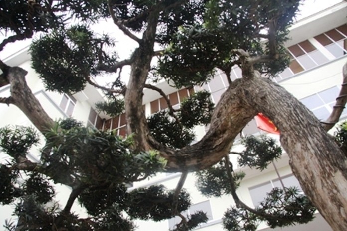 Ngắm cây tùng cổ ở Phú Thọ lọt top 100 cây cảnh đẹp nhất thế giới ...