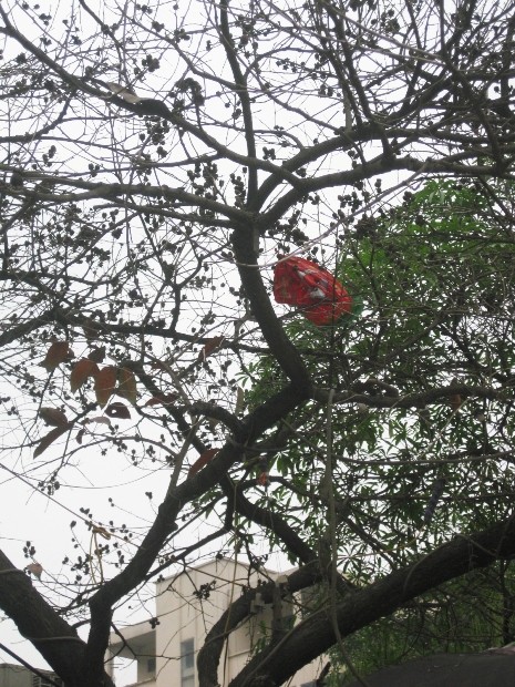 Những chiếc túi ni lông được vắt vẻo trên cành cây