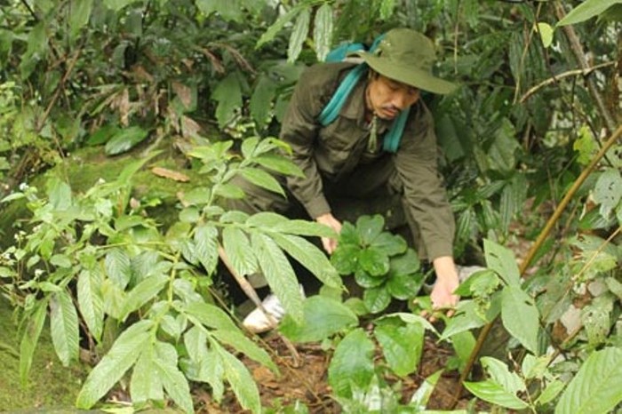 Lương y Phạm Văn Thanh đang trồng thuốc quý trong rừng