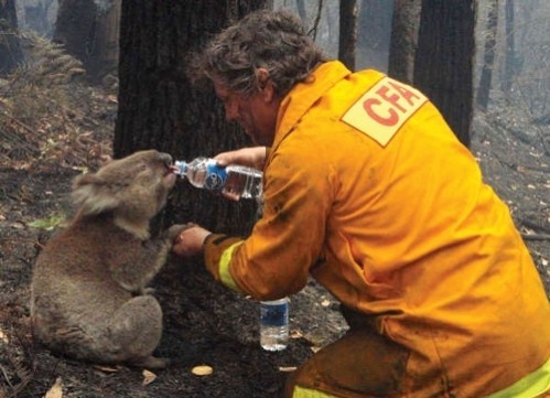 Chú Koala nhỏ này đang được 1 người lính cứu hỏa cho uống nước. Dù đang rất mệt mỏi với đám cháy rừng, nhưng người lính cứu hỏa vẫn dừng lại chăm sóc 1 "nạn nhân" nhỏ bé, 1 thành viên của khu rừng. Động vật cũng là 1 sinh linh, là 1 thành phần của hệ sinh thái mà chúng ta cần bảo vệ.