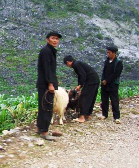 Từ sáng sớm, người dân trong xã Lũng Phìn đã mang dắt những con thú mà gia đình nuôi được để đến chợ trao đổi, hoặc bán lấy tiền mua thực phẩm, quần áo.