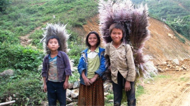 Trẻ em ở xã Trung Lý, huyện vùng cao, biên giới Mường Lát (Thanh Hóa) bỏ học đi hái cây bông lau bán kiếm tiền