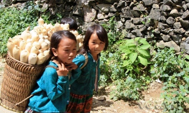 Tranh thủ sau buổi học, các em bé vùng biên Lào Cai lên nương giúp bố mẹ thu hoạch vụ mùa