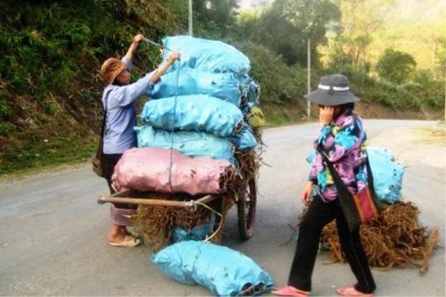 Tiểu thương huyện Viêng Xay nước bạn Lào mang cây nhớt (một loại hương liệu) sang chợ Na Mèo để bán.