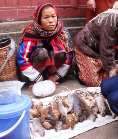 Chuột rừng được bà con nước bạn Lào bán nhiều nhất tại chợ Na Mèo