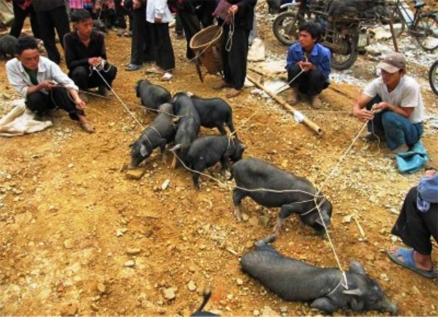 Lợn rừng của người dân tộc H'Mông, Giáy... bày bán khá rẻ