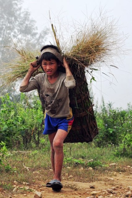 Những đứa trẻ vùng biên Điện Biên vừa chăn dê vừa tranh thủ cắt cỏ