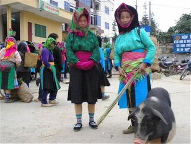 Người dân tộc Mông đuổi lợn xuống chợ bán