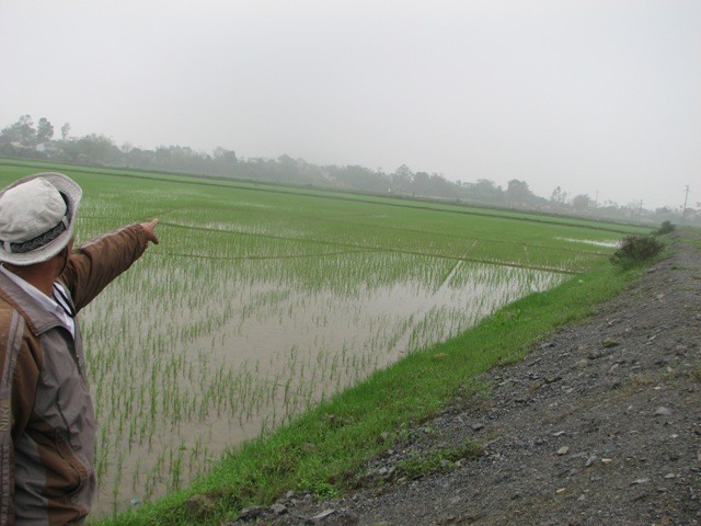 "Cả dãy cánh đống lúa này đều bị thu hồi để làm dự án tuyến đường trục xã", Ông Lê Khắc Quỳnh, em trai ông Ngọc và là người làm việc ở trang trại gia đình ông Ngọc cho biết.