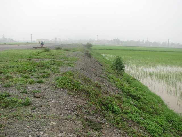 Con đường đang thi công này, cách đây bốn năm là khu đồng lúa Lai năng xuất nhất địa phương của gia đình ông Ngọc