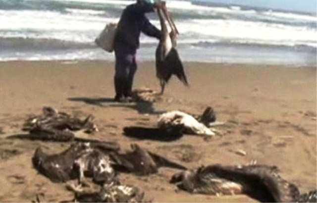 Xác của những con chim biển trên một bờ biển ở phía bắc Peru. Ảnh: BBC.