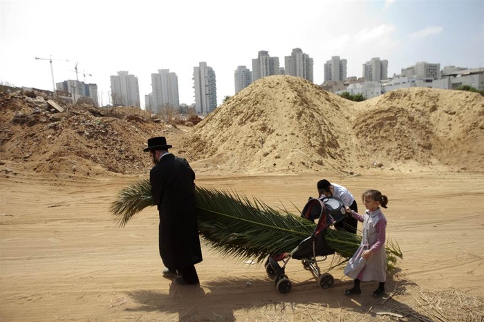 Một người đàn ông Do Thái dòng Orthodox cực đoan và các con đang kéo một chiếc xe nôi chở cành cọ ở Bnei Brak, Israel hôm 28/9. Những cành cọ này được dùng để dựng lều tạm trong lễ Sukkot kéo dài một tuần.