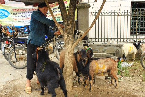Bên cạnh các con vật như chó, lợn, người dân ở Mèo Vạc còn nuôi cả dê