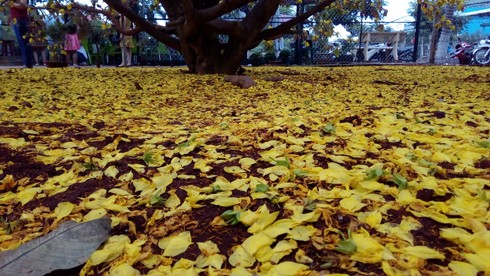 Những cánh hoa mai rơi rụng dưới mặt đất như tấm thảm vàng rực. (Ảnh: H.L)