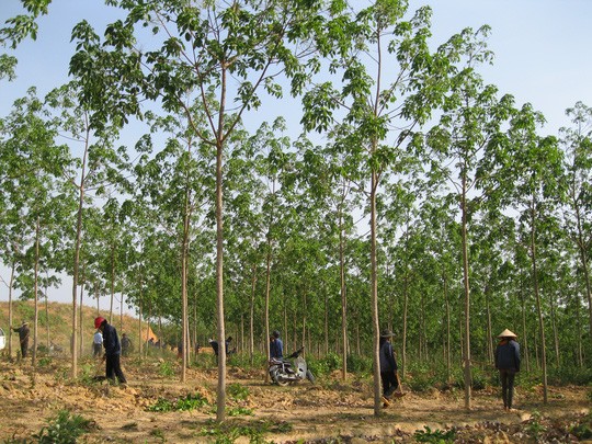 Thủ tướng Chính phủ yêu cầu các Bộ, ngành, địa phương cần tiếp tục tăng cường hơn nữa trách nhiệm trong việc xử lý nghiêm các vụ phá rừng trái phép. Ảnh minh họa:baochinhphu.vn